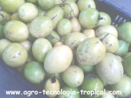 Frutas de parchita maracuya
